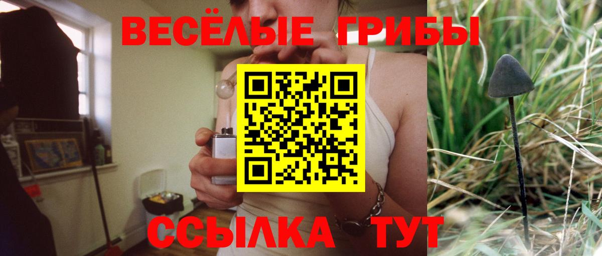 Псилоцибиновые грибы Psilocybe Ступино